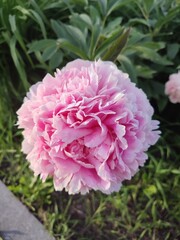 Summer flowers. Wonderful peonies. Garden plants.