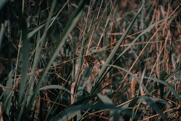 Mariposa
