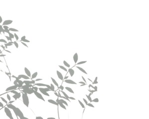 Shadow Play: Nature's delicate ballet of light and shadow, showcasing intricate leaf patterns dancing gracefully across a minimalist backdrop, evoking a sense of calm and serenity.