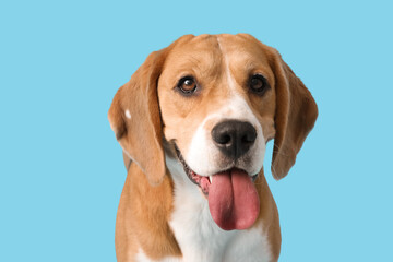 Cute Beagle dog on blue background © Pixel-Shot