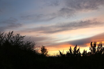 Bright sunset in the forest with nature plants silhouette