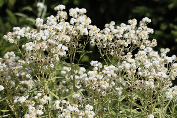 Anaphalis margaritacea. Western pearly everlasting with many white flowers.