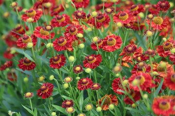 Helenium autumnale. Yellow and red flowers in garden.