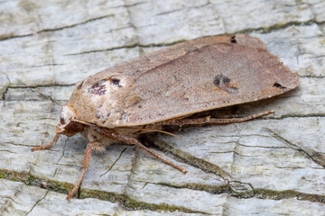 Large Yellow Underwing