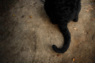 close up black dog tail, croup, legs and fur portrait. Giant Schnauzer. vertical