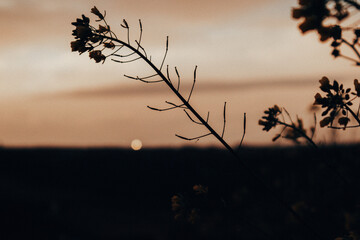 Fototapeta premium The setting sun casts a warm glow over wildflowers, creating a peaceful silhouette. A silhouette of wildflowers against the warm glow of the sunset, creating a serene and tranquil nature scene.