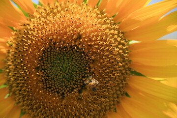 ひまわりとミツバチ