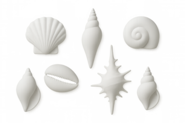 Different white seashells forming a beautiful collection isolated on transparent background, perfect for summer and beach projects