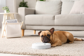 Cute french bulldog lying near robot vacuum cleaner at home