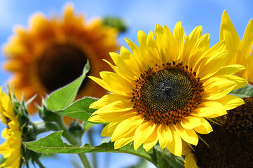 A variety of sunflowers growing against a blue sky