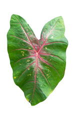 Caladium bicolor leaf, heart of Jesus, tropical ornamental plant of pink and green color, isolated on transparent background.