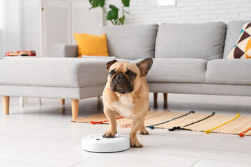 Cute french bulldog standing on robot vacuum cleaner at home
