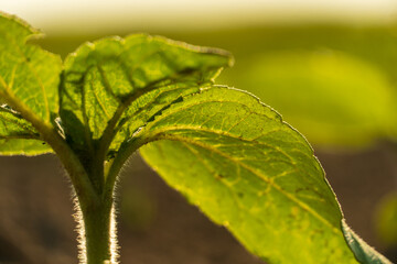 Sunlit green leaves showcase vibrant textures in a serene landscape during golden hour
