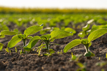 New plant growth in a fertile field during early morning light near a horizon of crops