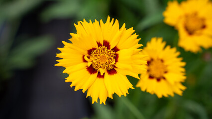 Flower yellow coreopsis summer nature garden plant flora botany bloom petal center background beautiful bright sunshine happiness blossom field