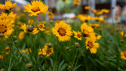 Flower yellow coreopsis summer nature garden plant flora botany bloom petal center background beautiful bright sunshine happiness blossom field
