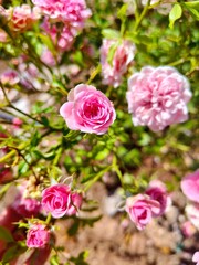 pink roses in garden