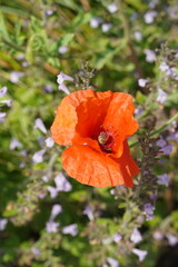 Bright orange poppy blooming among green foliage and small purple flowers in a sunny garden