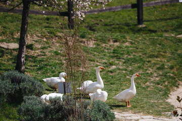 White Geese in a Sunny Park Landscape