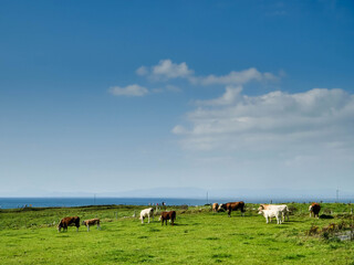 Fototapeta premium A herd of cows are grazing in a lush green field. The sky is clear and blue, with a few clouds scattered throughout. The cows are spread out across the field, with some closer to the foreground