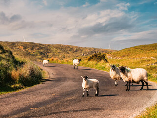 Obraz premium Wool sheep on a road. Cute animal look calm and like they own the place. Warm sunny day with blue sky. Connemara, Ireland. Common rural scene. Agriculture and farming.
