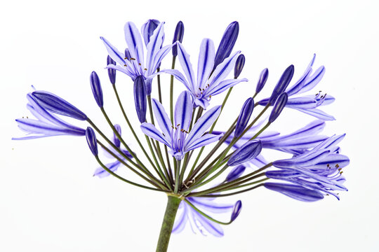 Inflorescence d'Agapanthe photographiée sur fond blanc