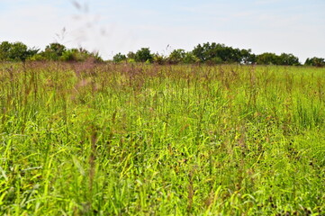 Obraz premium Grass in a Field