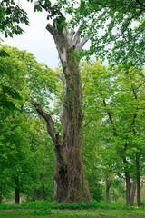 Old leafless tree trunk with ivy among green trees in city park