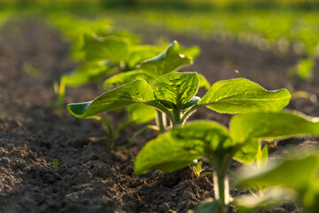 Young plants growing in fertile soil during golden hour light in a lush garden setting