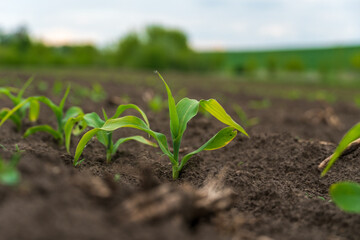 Corn seedlings growing in a field on a cloudy day in springtime