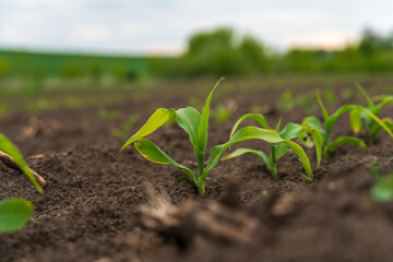 Young corn plants emerging in fertile soil on a cloudy day in a rural field