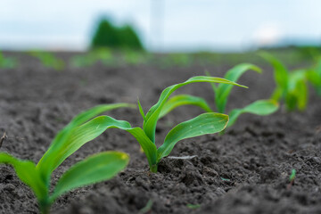 Young corn plants thrive in rich soil on a cloudy day in the countryside