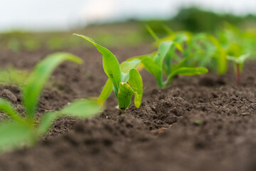 Young corn plants emerge from rich soil in a field during springtime growth in rural agriculture