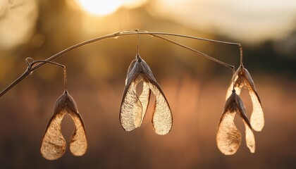 dried seed pods hang delicately from a plant illuminated by soft sunlight in a serene outdoor environment