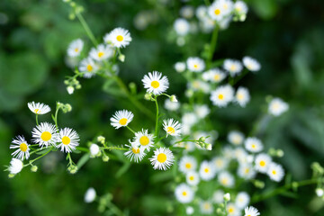 Fototapeta premium Close-up of White Daisy-like Flowers with Yellow Centers in a Green Field