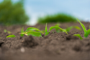 Young corn plants emerge from rich soil under a bright sky in a rural farm setting