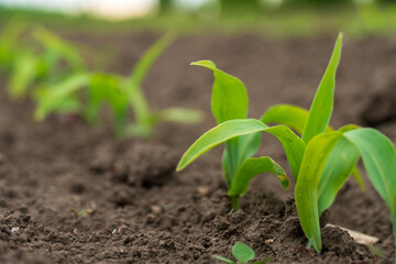 Small green corn plants growing in fertile soil during spring with bright sunlight in the background