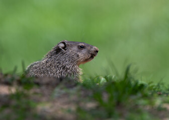 Groundhog