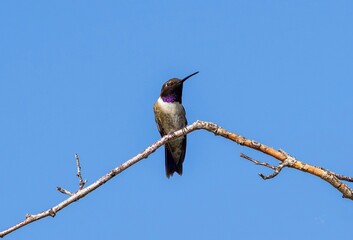 A Black-chinned Hummingbird rests atop a thin branch against a blue sky on a sunny day.