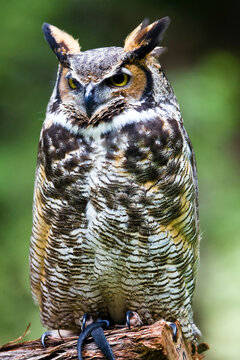 Dumbledore Carolina Raptor Center