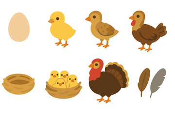 Turkey Life Cycle. Flat vector mini-illustrations turkey lifecycle in colors children's illustrations: egg, hatchling, poult,