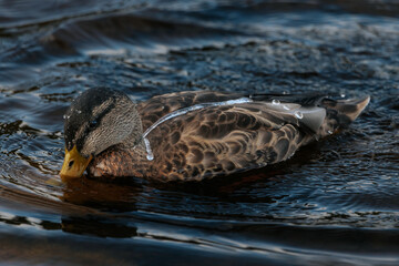 A close-up of a duck with detailed brown and golden feathers, floating peacefully on calm water.