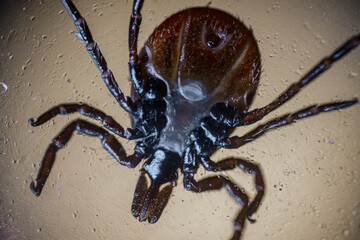 Macro photo of a tick showing its underside, sharp legs, and detailed body structure, emphasizing its anatomy and parasitic nature.