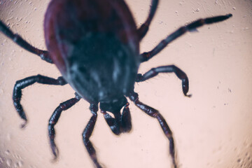 Close-up macro shot of a tick, showing its dark textured body and legs in detail, highlighting the insects anatomy against a blurred background.