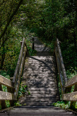 Wooden footbridge pathway through dense green forest with sunlight and shadows, peaceful nature trail outdoors