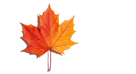 Fototapeta premium Vector illustration of Vibrant maple Autumn leaf falling