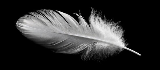 Fototapeta premium Close-up of a single white feather against a black background