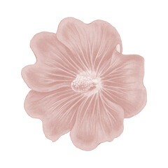 Hand drawn pink hollyhock flower design element
