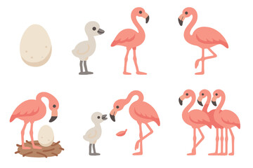 Naklejka premium Flamingo Life Cycle. Flat vector mini-illustrations flamingo lifecycle in colors children's illustrations: egg, chick, juvenile