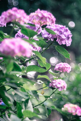 鮮やかに咲くピンクの紫陽花